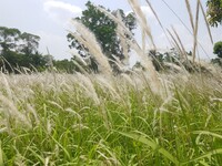 HERBES-PAMPA